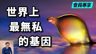 【限時公開】誰說基因都是自私的？一種顛覆你認知的神奇生物！【老肉雜談】