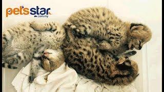 Pets Star Serval Cat 薮猫