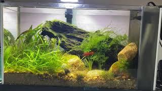 Fluval Spec V 10 month update - Rachel O’Leary Scrap Tank Challenge