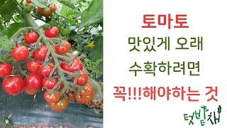 토마토 맛있게 오래 수확하는 재배법!