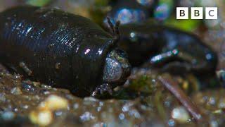 TERRIFYING toad massacre 🫣 | Wild Isles  - BBC