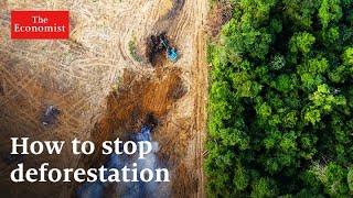 Climate change: can money stop deforestation?