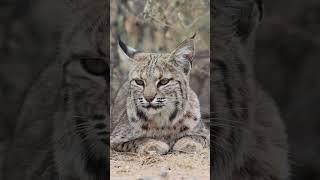 Stunning Beautiful Bobcat  #wildlife #nature #animal #animals #shorts #cat #arizona #catvideos