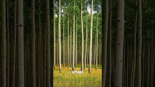 Did you know aspen groves are one giant living organism?