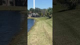 Walking Up to an Alligator! #alligator #florida #adventures #outdoors #vlogger #wildlife #shorts