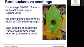 Beech bark disease and understory interference