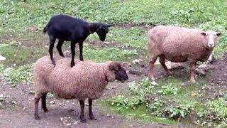 SHEEP & GOATS can be SUPER FUNNY, SEE FOR YOURSELF! - Funny ANIMAL compilation