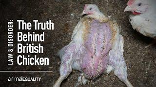 The Truth Behind Chicken Farming In The UK