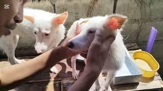 Paw-Bath Time || Puppy Loves