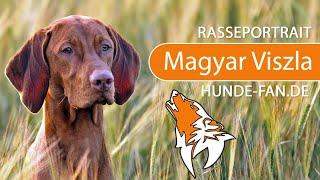 ► Magyar Vizsla [2019] Rasse, Aussehen & Charakter