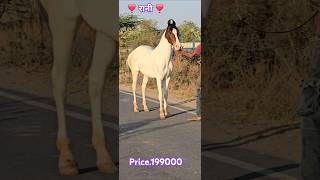 Rupal stud farm रानी for sell Price 199000 mo.9724588670mo.8849146447 #rupalstudfarm