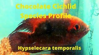 Hypselecara temporalis Species Profile (Chocolate Cichlid)