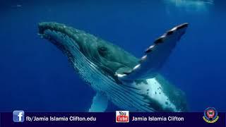Islam Tech 786