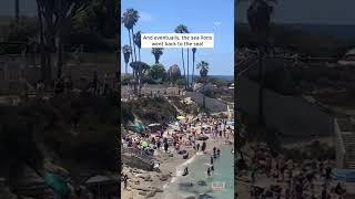 Sea Lions Chase People Off Beach #shorts