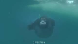 guy swims with monke