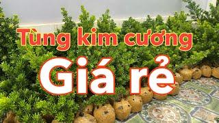 Tùng kim cương giá rẻ cao 60cm đến 70cm | lh: 0979582872