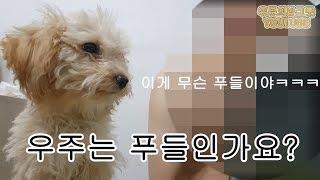 (4개월)뭐? 푸들이 아니라구?!(노출주의!) - 아기 강아지 우주