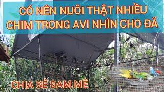 avi nuôi chim, có nên nuôi nhiều chim trong avi không