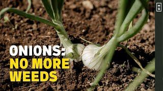 Weed Free Market Gardening | Onions - The Dirty Crop