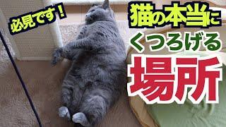 【猫が大好きな飼い主さんに見せる】本当にくつろげる場所でのかわいい行動