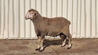 47th The University of Stellenbosch Dohne Merino & SAMM 47th Production Sale 2023