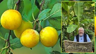 MIRABELLE, DÉLICIEUSE PETITE PRUNE DORÉE QUI FAIT HONNEUR À LA LORRAINE Le Quotidien du Jardin N°414