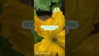 #handpollination #zuchini #squash #handpollenate #howtogarden #garden101 #theloveforgardening