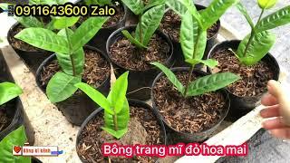 Bán cây giống bông trang MĨ ĐỎ HOA MAI | Shop Hoa Kiểng Kim Trang 0911643600 Zalo