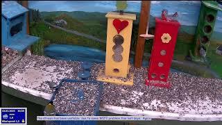 Bird feeder LIVE, Norway