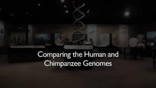 Richard Dawkins: Comparing the Human and Chimpanzee Genomes - Nebraska Vignettes #3