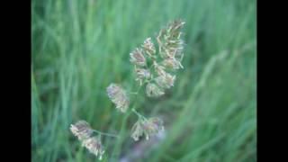 Dactylis glomerata