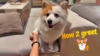 How to properly greet a Corgi