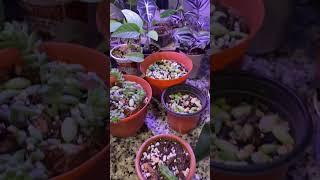  POV: You Accidentally Create a Plant Lab  | Indoor Garden Glow-Up