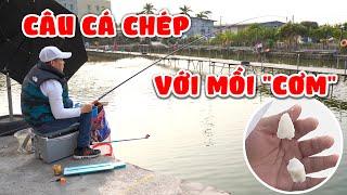 Câu cá chép khó với mồi "cơm"