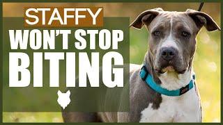 How To Stop Your STAFFORDSHIRE BULL TERRIER BITING