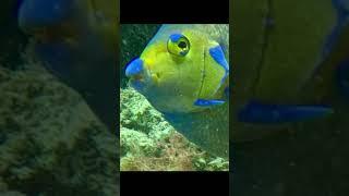 Angelfish eating Sponge #seasponge #underwater #esponja #sponge #queenangelfish #angelfish