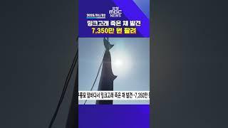 포항 구룡포 앞바다서 밍크고래 죽은 채 발견..7350만원 팔려