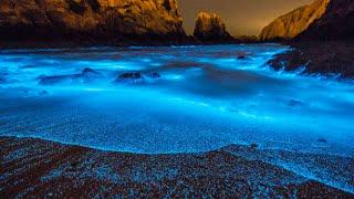 What Is Bioluminescence?