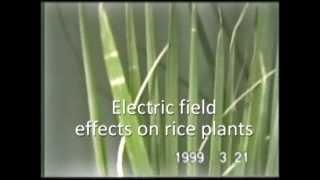 Rice plants affected before earthquakes