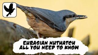 Everything You Need To Know About The Eurasian Nuthatch