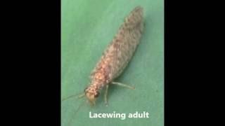 Insectary Settings for Arthropod Pest Management: Part 1