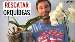 SALVA TUS ORQUÍDEAS #phalaenopsis: trasplantar, quitar el tapón, y fertilizar || en20metros