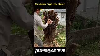 cutting down trees on the roof.  #cuttingdown,  #shorts,. #cuttingdowntrees