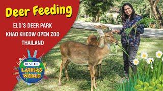 Deer Feeding, Khao Kheow Open Zoo, Thailand - Best of Latikas World-12