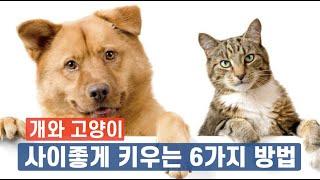 개와 고양이 사이좋게 키우는 6가지 방법(결론: 주인 하기 나름)