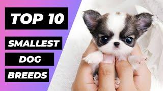 TOP 10 SMALLEST DOG BREEDS In The World | 1 Minute Animals