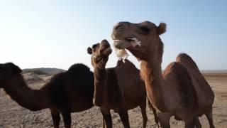 Feeding the camels in Maranjab desert