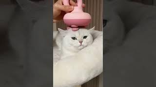 Funny Pet Videos  The V Channel #thevcontent #thevchannel #pet