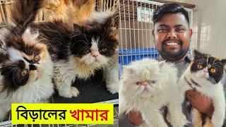 Persian Cat Price In Bangladesh | Cat Price In BD 2024 | আসোল পার্সিয়ান বিরালের দাম জানুন