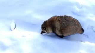 雪の中を不器用にとぼとぼ歩いてるタヌキ(Tanuki walks in an unfamiliar snowfield.)